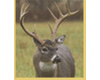 Wildlife Insurance Underwriters, LLC